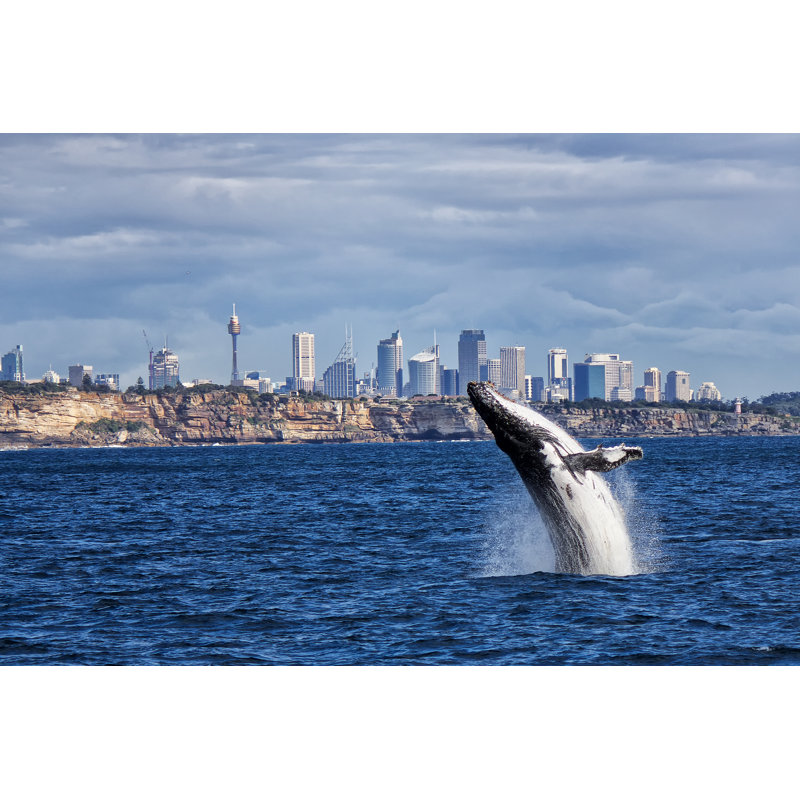 Breaching Humpback Whale - Wrapped Canvas Print, 30cm H x 46cm W x 3.8cm D