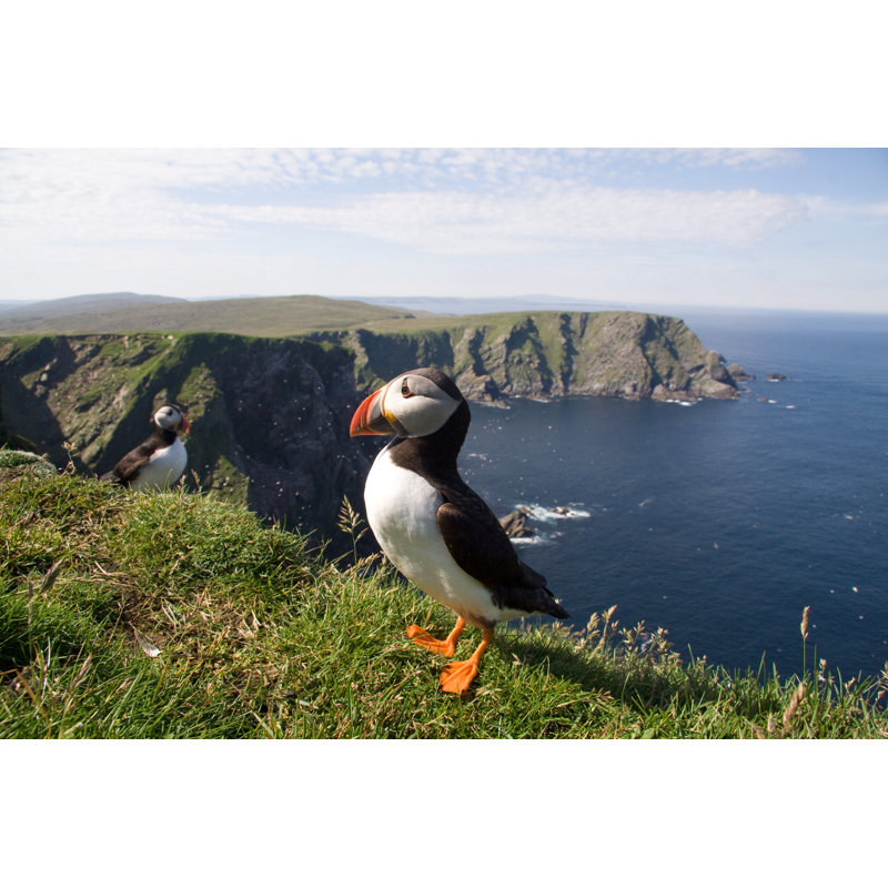 Proud puffin, 30cm H x 46cm W