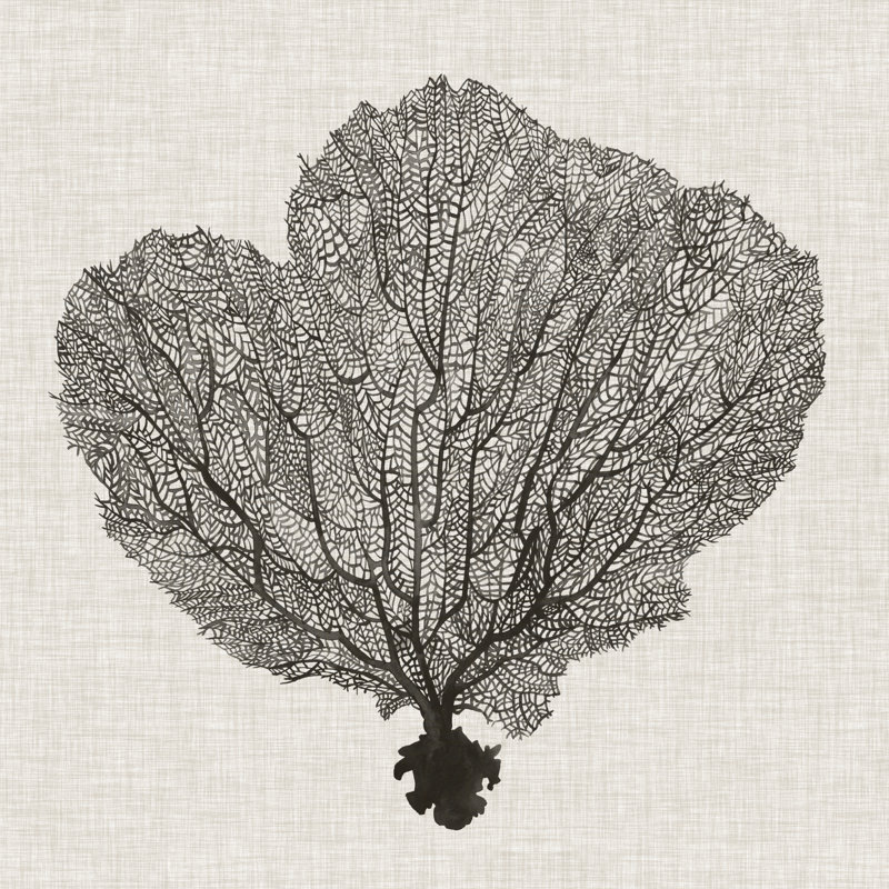 Shadow Sea Fan I by Grace Popp - Wrapped Canvas Graphic Art Print on Canvas, 51cm H x 51cm W