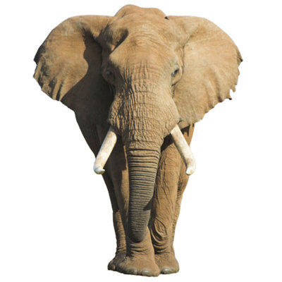 Adhésif décoratif éléphant