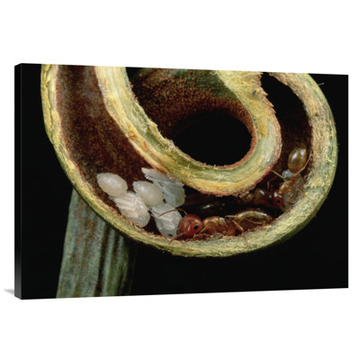 " Carpenter Ants And Pupae Nest Safely In Tendril Of Carnivorous Pitcher Plant, Borneo "
