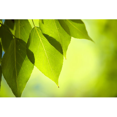 Fresh Green Leafs by Druvo
