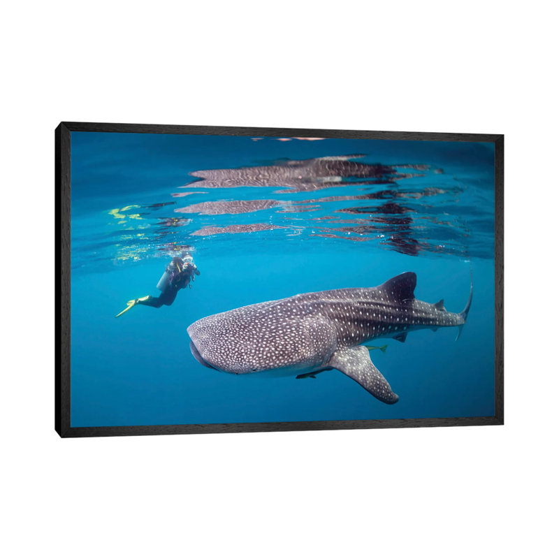 Diver Photographing A Whale Shark by Alessandro Cere - Floater Frame Gallery-Wrapped Canvas Giclée on Canvas