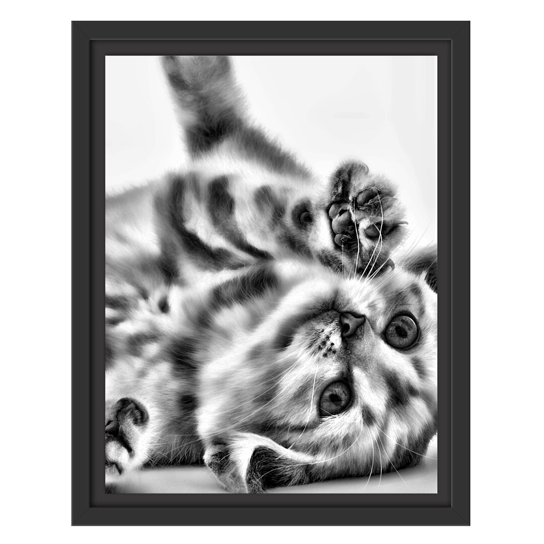 Gerahmtes Wandbild Kleine Katze