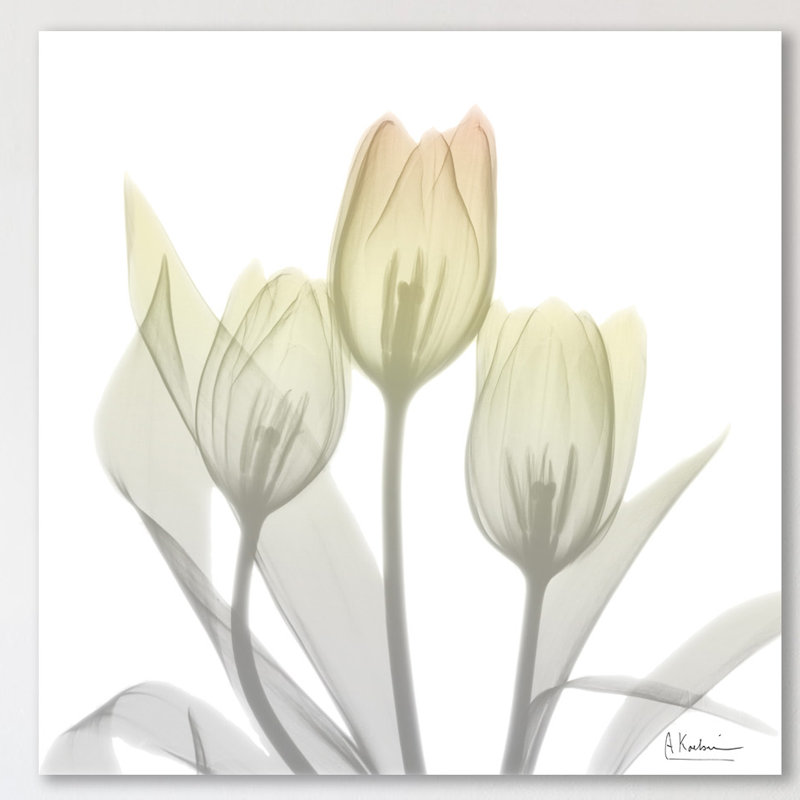 Sunday Morning Tulips Two - Wrapped Canvas Print, 46 cm H x 46 cm W