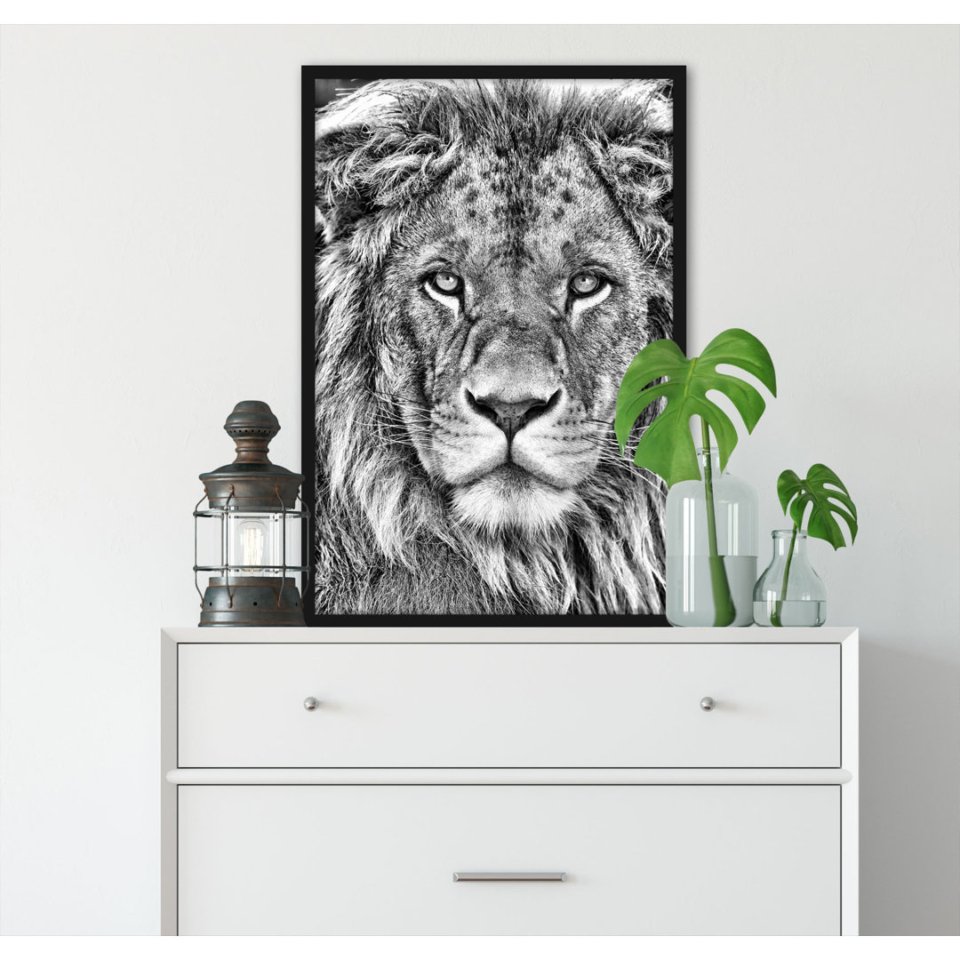 Gerahmtes Poster Beautiful Lion