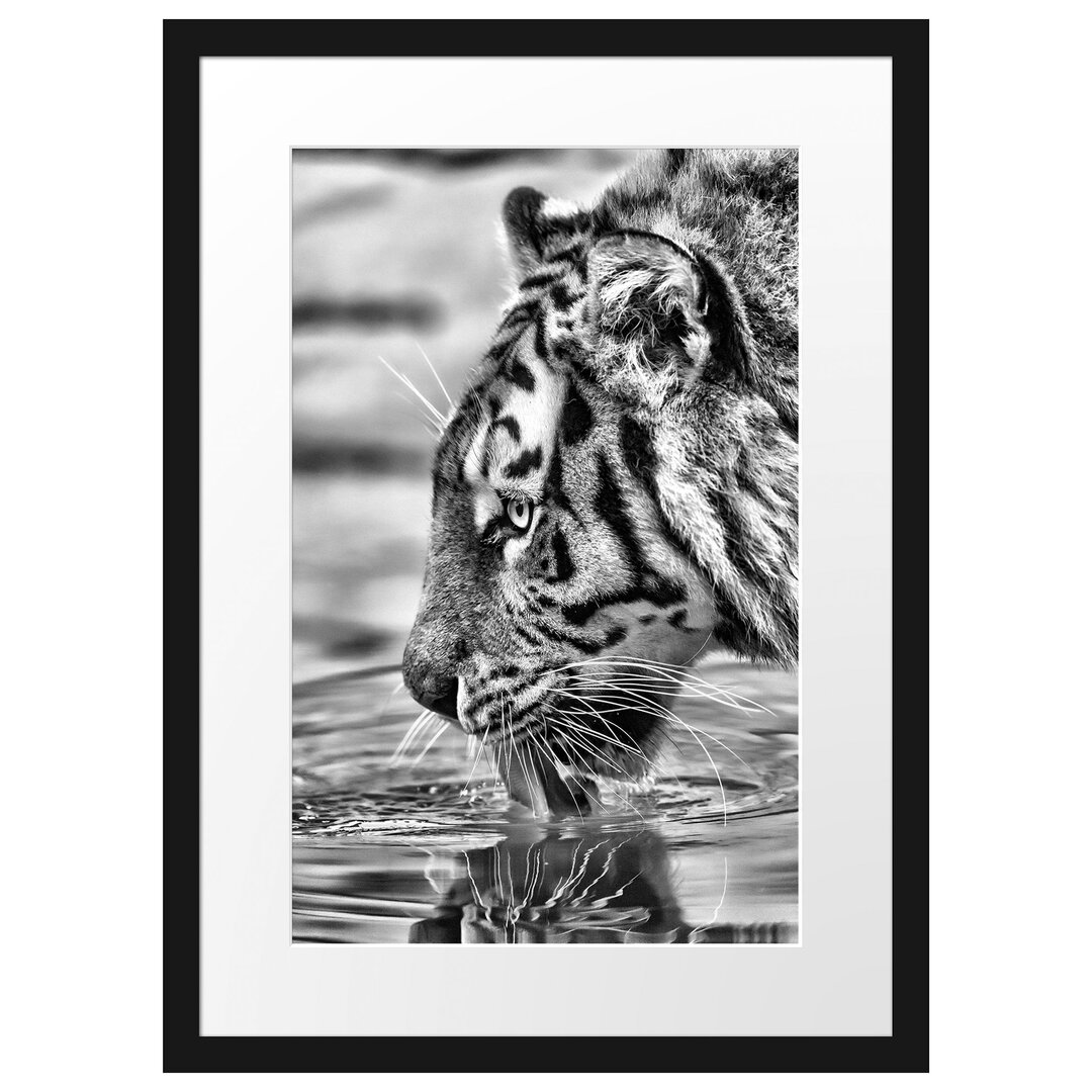 Gerahmtes Poster Tiger am Wasserloch