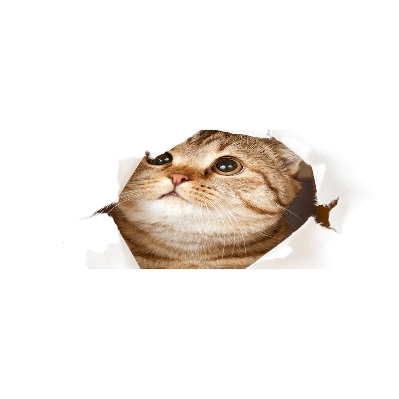Cat - No Frame Print on Canvas
