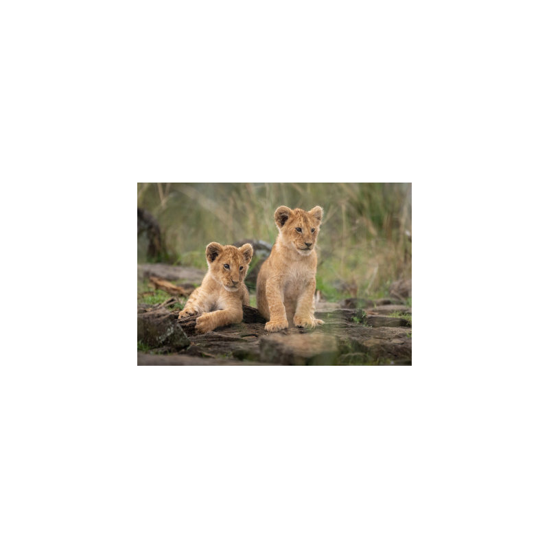 Wrapped Canvas Print, 50.8 cm H x 76.2 cm W