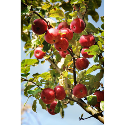 " Apple Tree " by Thomas_Renz