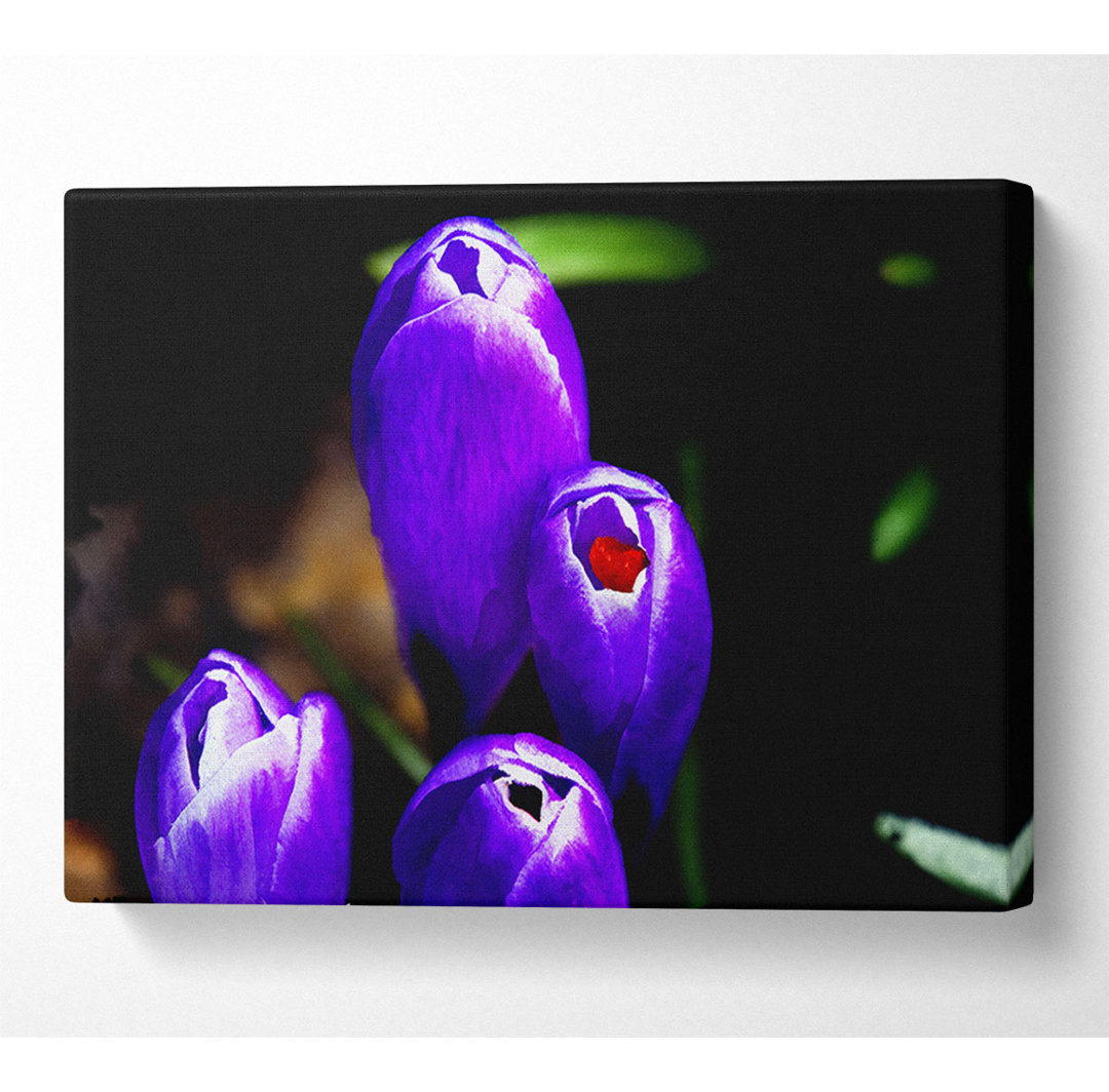 Purple Crocus Delight - Kunstdrucke auf Segeltuch