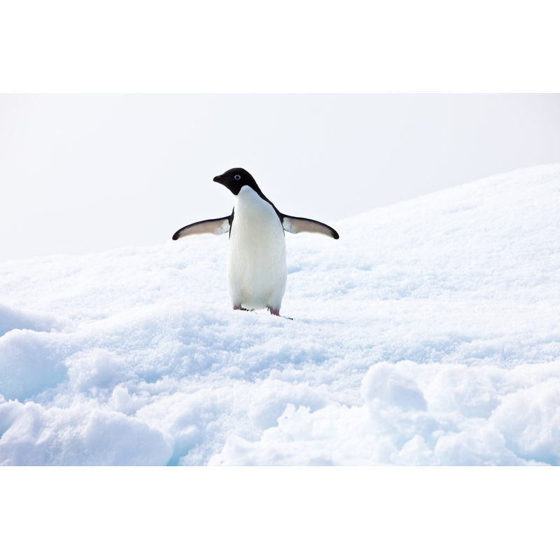 Adelie Penguin by MOF - Wrapped Canvas Print, 20cm H x 30cm W