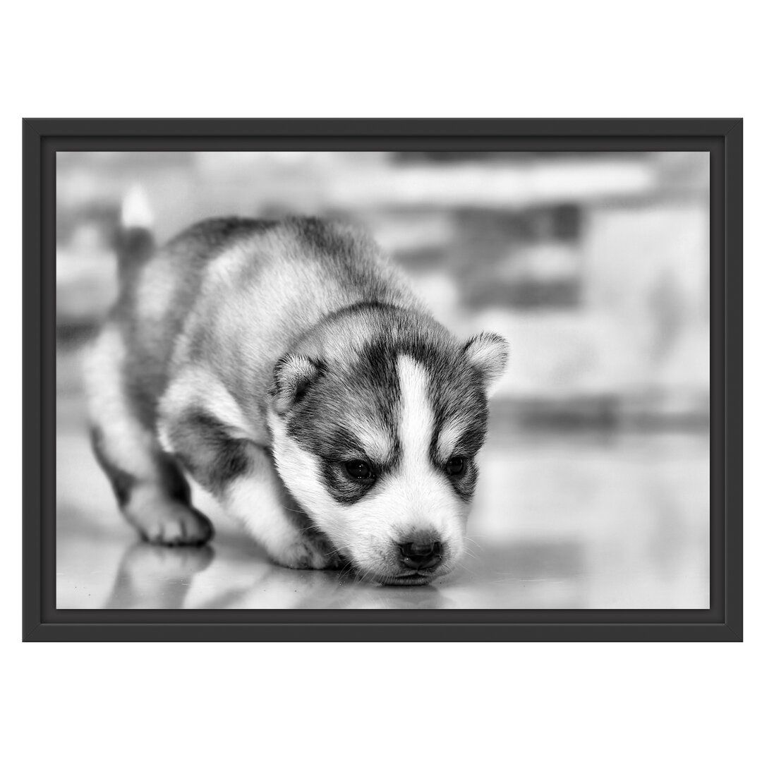 Gerahmtes Wandbild Husky Welpe