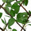 Caysie Lattice Panel-90761667