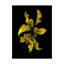 Dosta «Calla Lilies 4» par Reproduction d'art graphique sur toile tendue-29225546