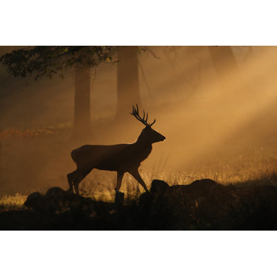 Deer Walking Through Sunbeams by Gp232