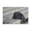 Rat, chasse, rat, chasse, art mural