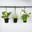 Live Spider Plant in Hanging Pot