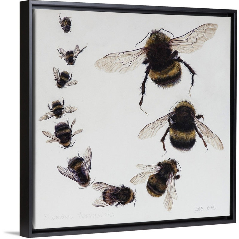 Bombus, 2015 - reproduction d'art, Cadre flottant noir, H 14 po x l 14 po x P 1,75 po