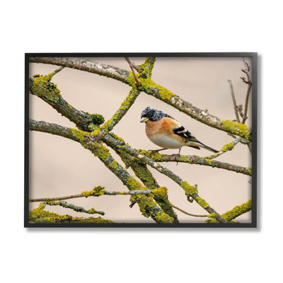 Oiseau orange, branche d'arbre moussu, estampe numérique par Lil 'Rue