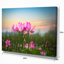 «Blooming Lotus Flowers at Sunset», photographie-26669334-35125729