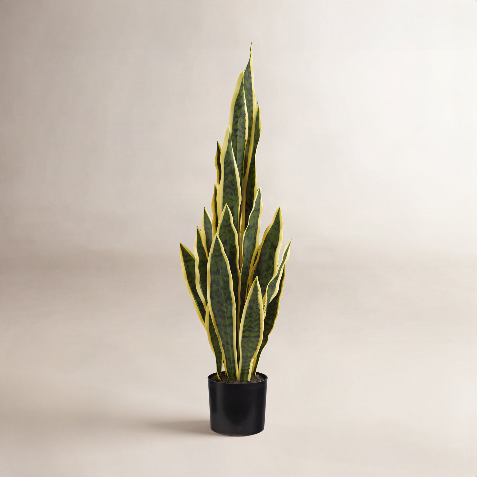 30" Snake Plant in Pot, Yellow, 30" H x 6" W x 6" D