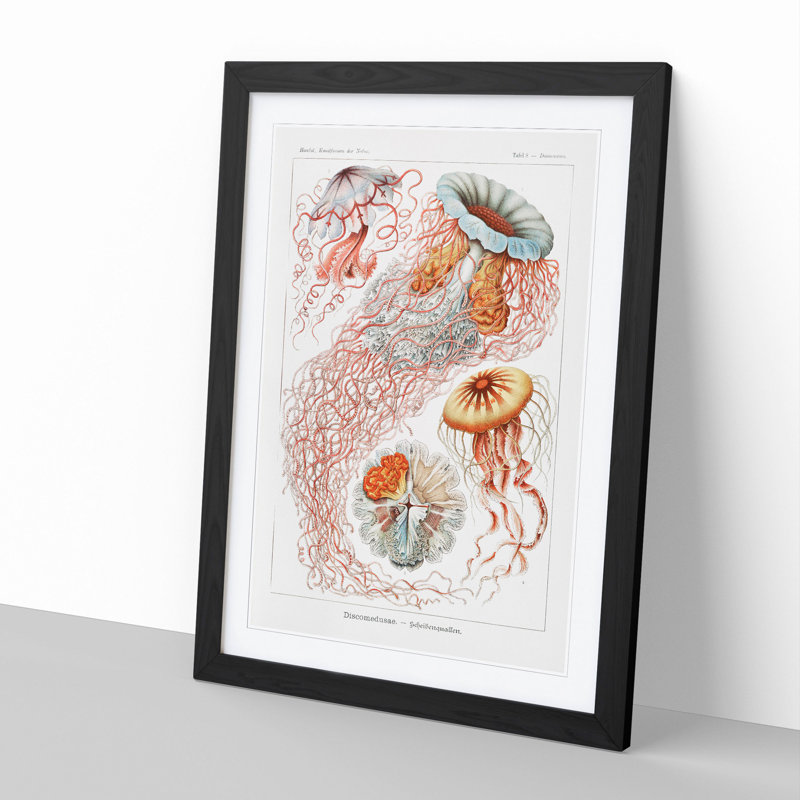Discomedusae Jellyfish Vol.1 by Ernst Haeckel - Picture Frame Graphic Art, Black Framed, 48cm H x 36cm W x 2cm D