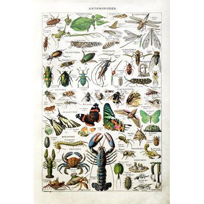 " Illustration About Arthropods " by Gwengoat