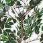 Ficus artificiel 51 po avec pot-1671658448