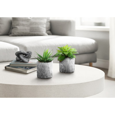 Plante succulente en pot de ciment 7 po Mccabe