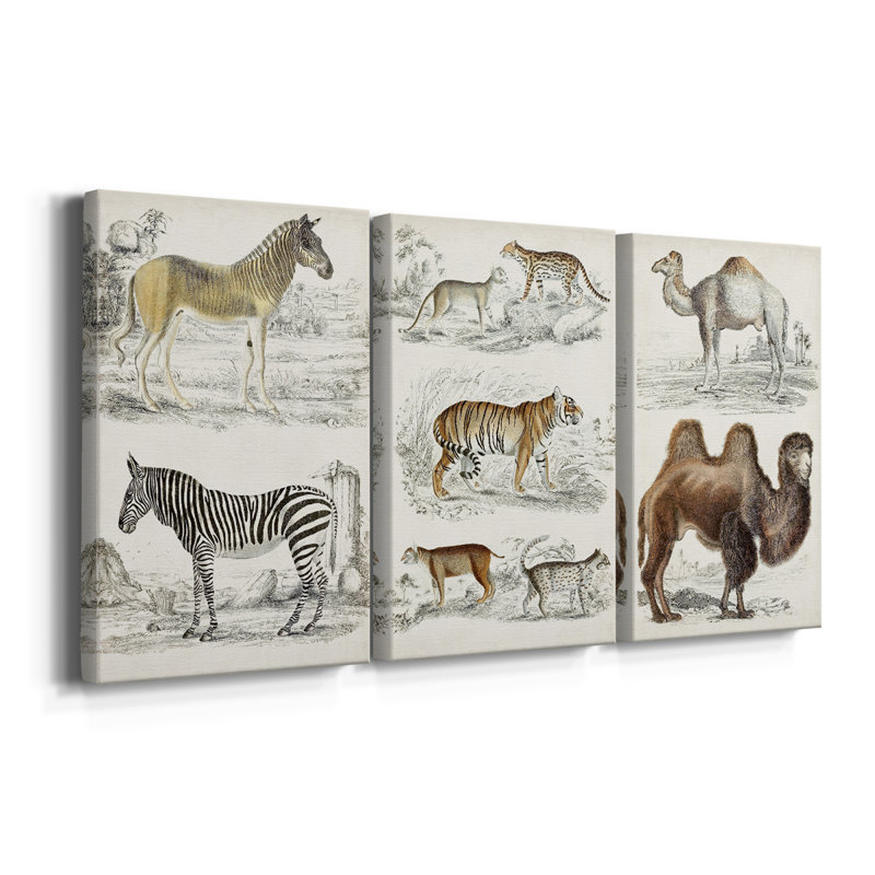 Journal of Natural History I  -Custom Wrapped Gallery Canvas - 3 Pieces, 12" H x 24" W