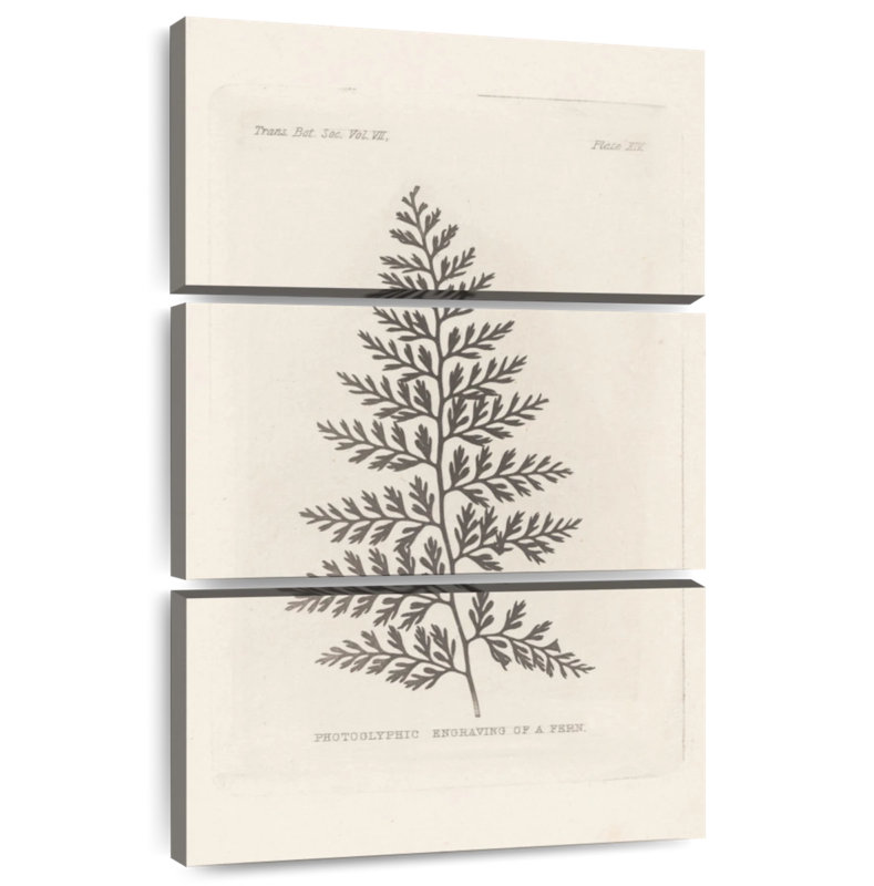 Harnek Fern Engraving, 57" H x 36" W