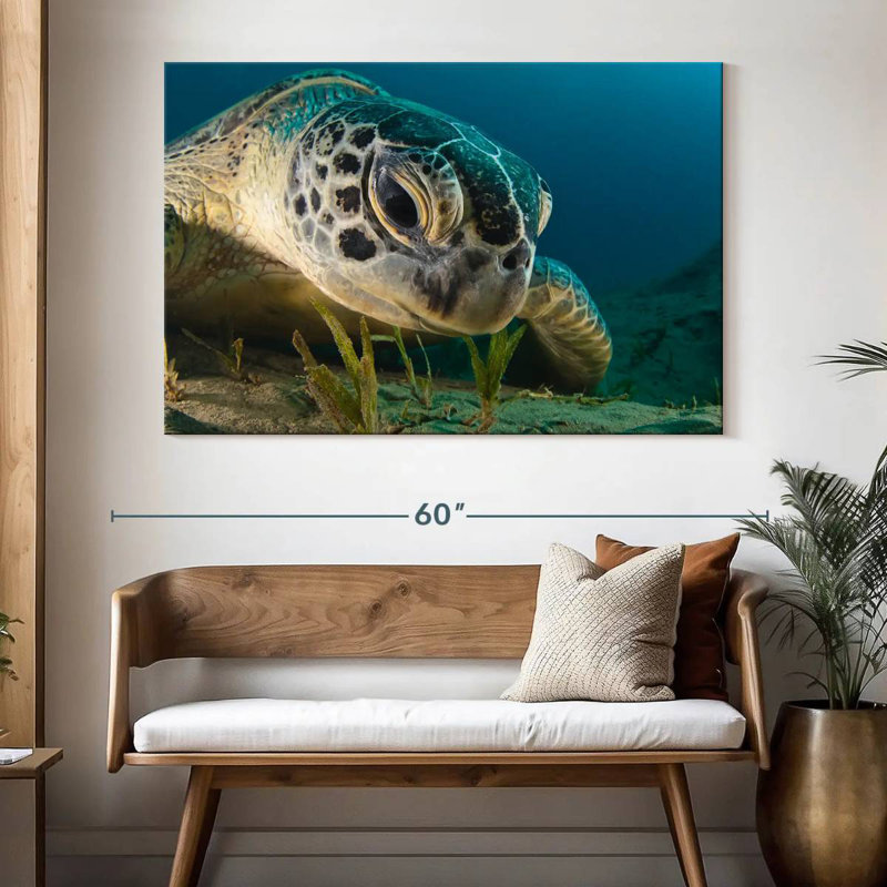 Brampt Sea Turtle Close Up, 34" H x 51" W
