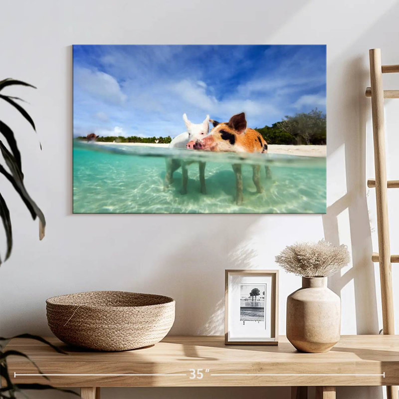 Porcs de Brampt aux Bahamas