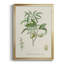 Antique Ammond Botanical II, reproduction d'art encadrée-88436515-88436510