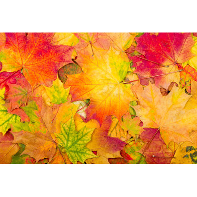 " Autumn Maple Leaves Background "
