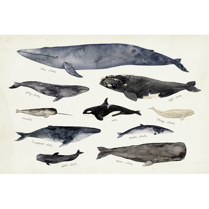 «Baleine graphique III» par Victoria Barnes - peinture sur toile tendue, H 32 po x l 48 po