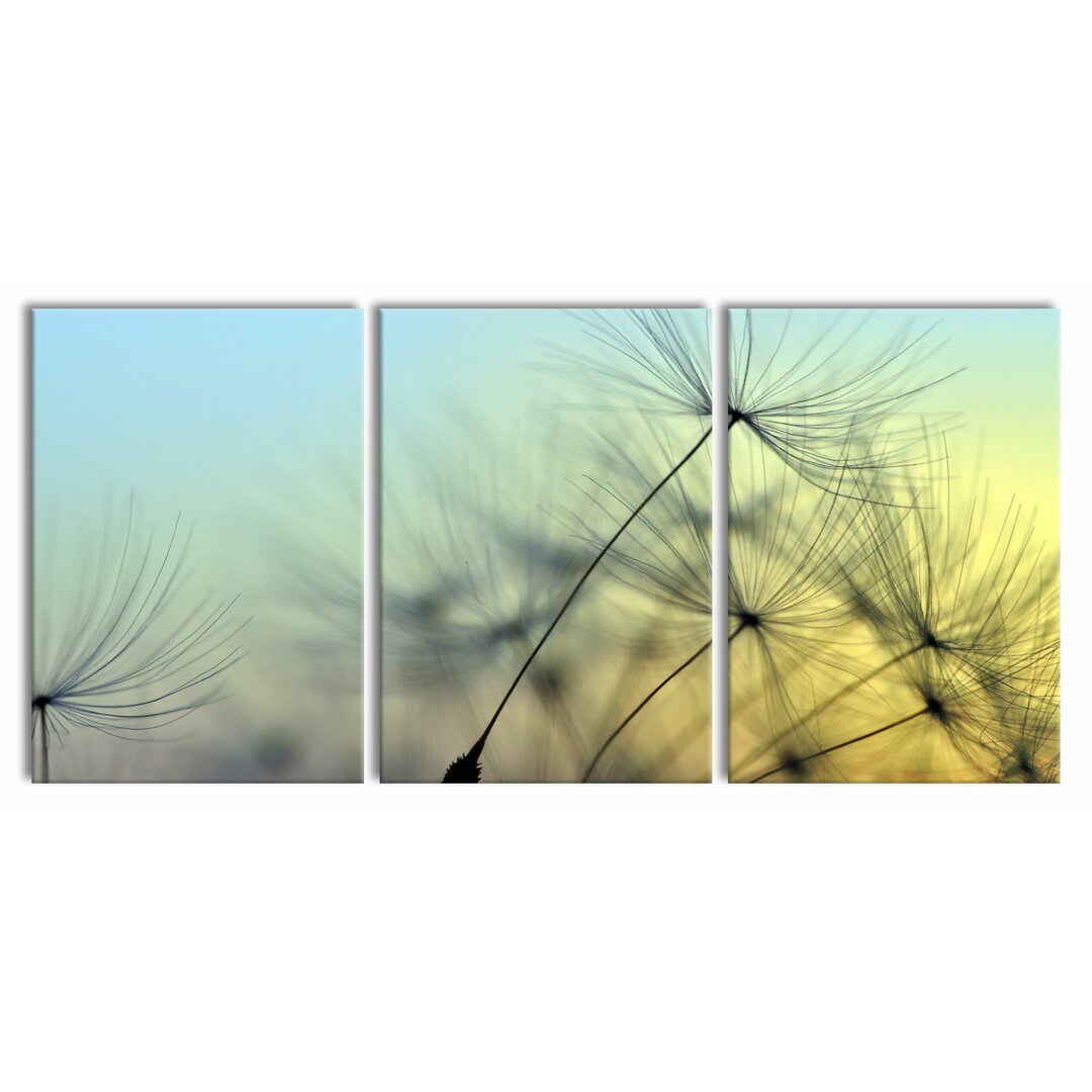 3-tlg. Leinwandbilder-Set Dandelions with Dewdrops