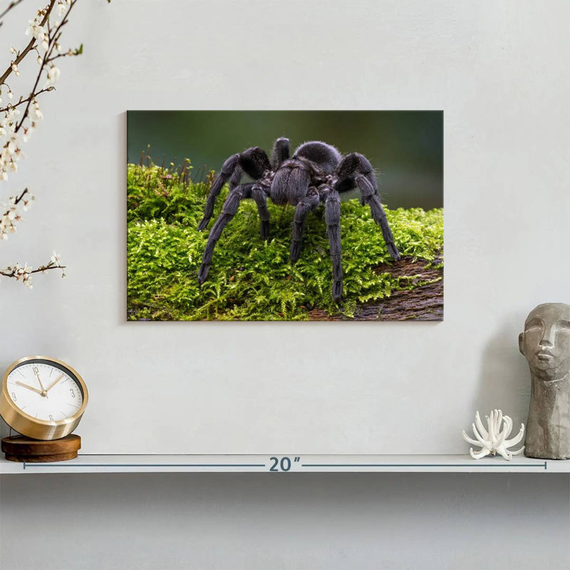 Brazilian Black Tarantula, 8" H x 12" W