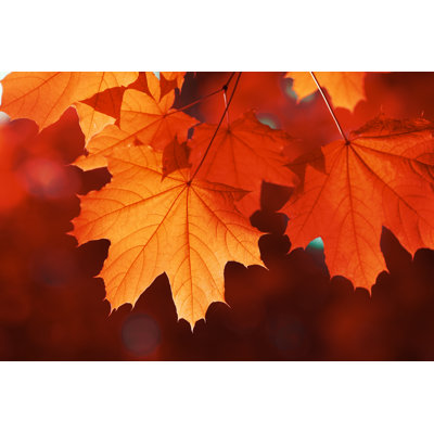 " Maple Leaf Red Autumn "