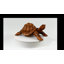 Statue de tortue en bois Arione 12