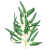 Variegated selected