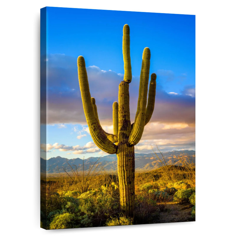 Parc national Harnek Saguaro Est III, H 36 po x l 24 po