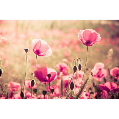 " Pink Poppies " by Sedicesimopiano