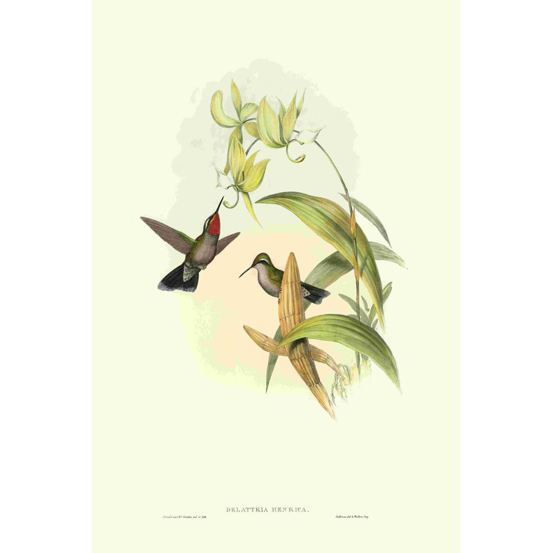Colibri Gould IV, H 18 po x l 12 po x P 1,25 po