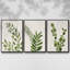 «Botanical Wash I», ensemble de 3 toiles encadrées-158109705-158109706