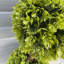 Faux Topiary in Pot Liner-112376041