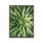 «Dew Drop Succulent» par Susan Ball, reproduction d'art-1311497958-1311497957-1311497962