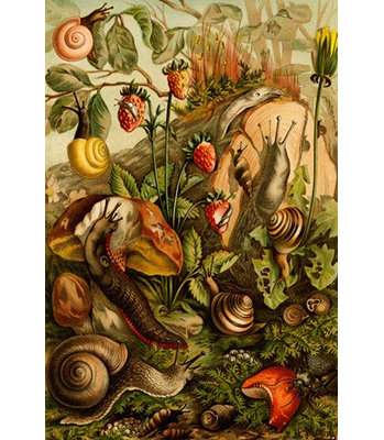 'Snails, Gastropods, Mollusks' by F.W. Kuhnert Painting Print
