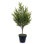 Le pin Norfolk vert en pot Holiday Aisle®.